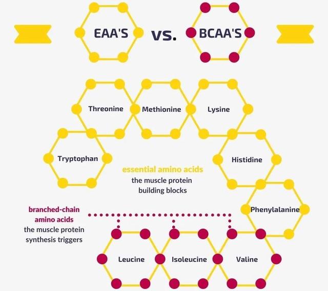 “真合成代谢”——比蛋白质更高级的学问