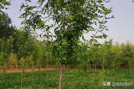新植白蜡树头两年需注意2点管理措施，防止出现“歪头”现象图片