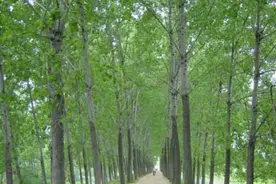 杨岱昌：杨叶菜（散文）图片