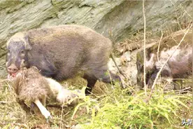季节交替补能量，唐家河野猪一家三口抢食斑羚图片