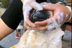 搞笑GIF：奶奶给狗子洗澡，绝对是洗的十分干净图片
