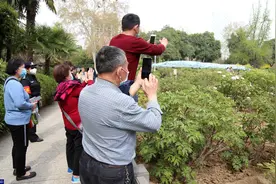 市民出门看啥都稀罕，一株牡丹开花数百人排队看，公园派保安护花图片
