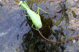 可怕的铁线虫：动物界的精神控制者，先榨干宿主，再诱导宿主跳水图片