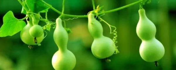 葫芦种植时间和方法（葫芦怎么种植）