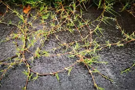 墨 染（小说）它的猫的精灵，为报母仇，借刀杀人图片