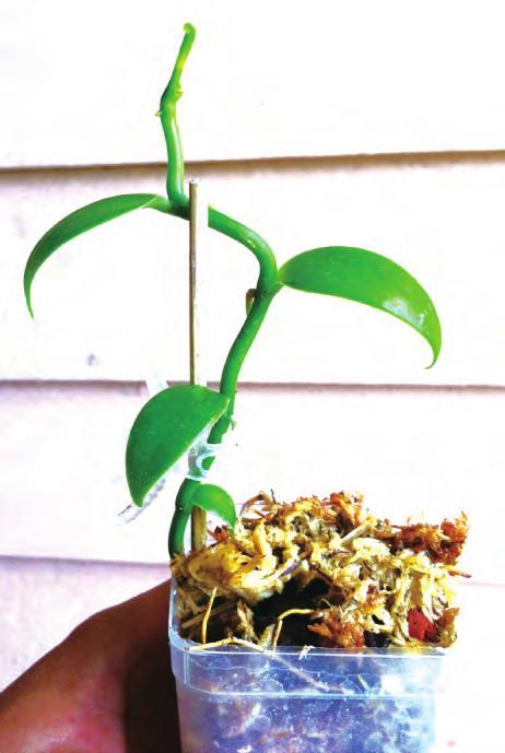 香荚兰属植物繁殖与温室栽培