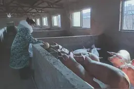 养猪女状元梁海英的孵化带贫致富经图片