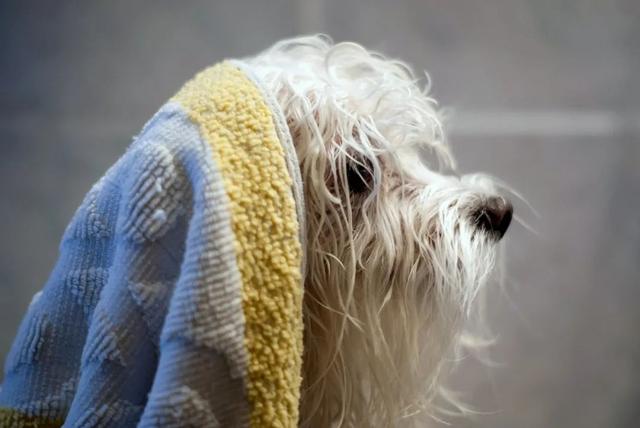 狮王宠物沐浴露去鸡皮肤