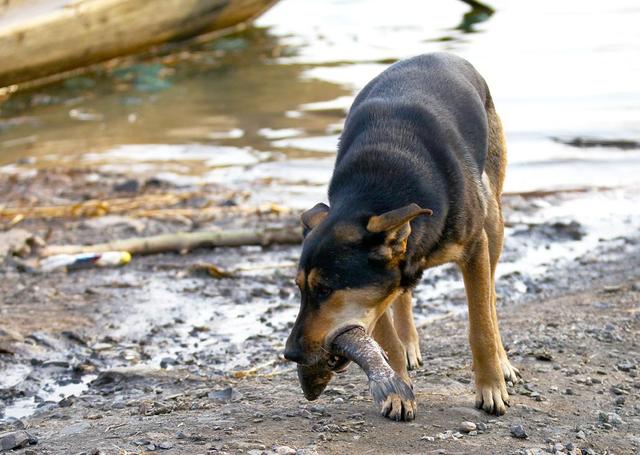 辟谣，犬类摄入猫粮后并不会导致牛磺酸中毒，其本质为氨基酸！