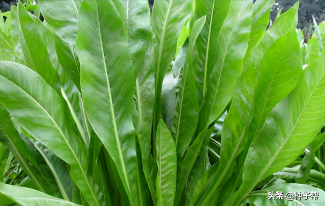 鲁梅克斯能割20年，耐-40度低温，优缺点都在这了，看清楚再种