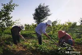 【人物】高素质农民中药材种出“致富良方”图片