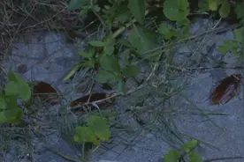 市区这个小区蟑螂成群出没！有人曾在家里抓到几千只……图片