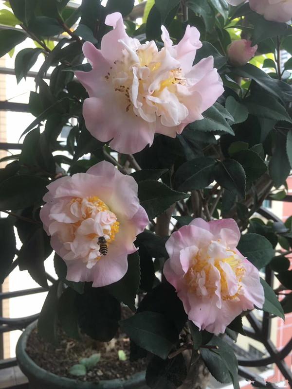 一种以“香”闻名的山茶花，香气冠绝群芳，养护也不难，适合新手