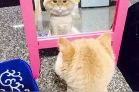 猫咪被主人剃完毛后，在镜子面前看了半个小时...... ​​​​图片