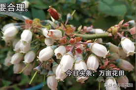 关于蓝莓授粉和花期管理的一些知识图片