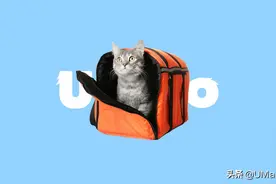 小猫咪一出门就吓飞了怎么办？试试这3步图片