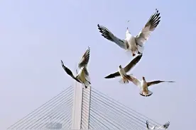 市民网络问政天保湾大桥，说好3月底开通图片