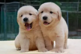 家有爱宠：狗咬的伤口怎么处理？狗狗被咬伤之后需要打疫苗吗？图片