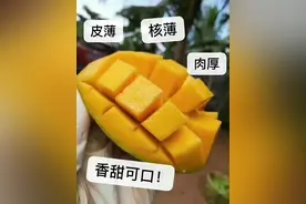 台农芒｜树上熟的芒果，核薄肉厚，甜到没朋友图片