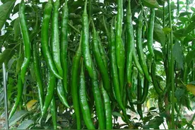 种植辣椒为什么要喷醋？有哪些好处？图片