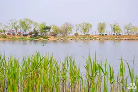 不止赏花！去踏青，岛城这几处绝美湿地公园你一定不能错过！图片