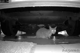 流浪小黑猫得“怪病”怎么吃都吃不饱，她无意间发现真相：被骗了图片