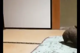 人类已经无法阻止宠物狗了……图片