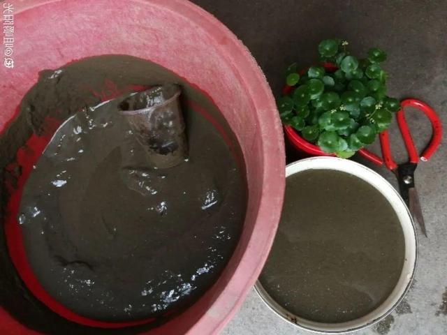 养分含量超高的营养土，自己在家也能做，省下一大笔 买花钱