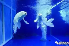 一白遮三丑！这些白化版观赏鱼，美得很独特…图片