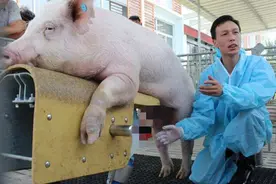 “能力”越出众的公猪越不能本交，只能“用手解决”，咋回事？图片