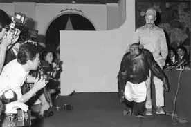 科学家发现一只黑猩猩基因突变，差点变成人，它与人类只差1.2%图片