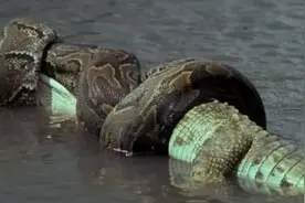 森蚺：亚马逊四大致命生物之一，用“死亡缠绕”成为最终大BOSS图片