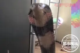 和蛇睡一个被窝！小伙把眼镜蛇当宠物，被咬伤差点没命图片