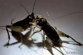 总奖金额120万元！第三届中华宁阳蟋蟀世界杯赛制出台图片