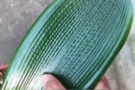 君子兰的历史和未来图片