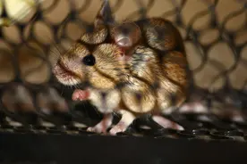 中国核机密曾险些被窃取？间谍却是两只老鼠！外籍专家在机场落网图片