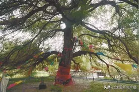 油菜花、轻舟古渡、盛京龙柳：浑河岸边藏着一批“最美打卡点”图片
