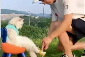 男子把猫咪当女友宠爱，猫人相恋有好结果吗？图片