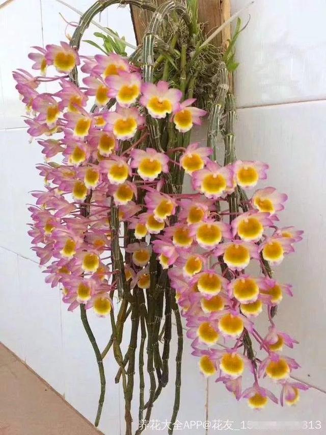 贝拉小蜜蜂草本身体乳