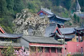 西安南五台古玉兰花开荼蘼图片