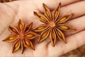 真八角香，假八角有毒，购买时牢记这5点，弄懂再买错不了图片