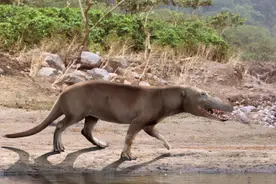进化论是错的？下海5000多万年后，鲸鱼仍没有鳃，哪个环节错了？图片