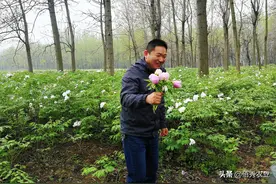 想发展林下经济，耐阴的中药材有哪些？农业人员给出4个选择图片