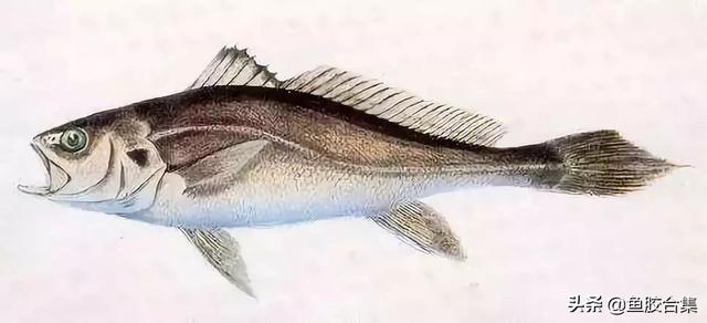 白花胶是什么鱼的鱼鳔 2026年白花胶是什么胶