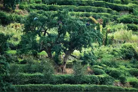 榧香在此——古诗文里品东阳香榧图片