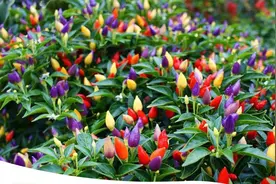 网购什么最可怕？答：种子图片