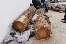 郑州被盗伐的400年古柏找到了，案件正在侦破中图片