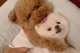 泰迪闹狗的症状图片