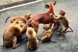大黄误入景区后被猴子拦下，一脸懵站在原地：你们这是在干啥呢？图片