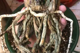 恶霉灵很适合兰花使用，用对方法，兰花一年不生病图片